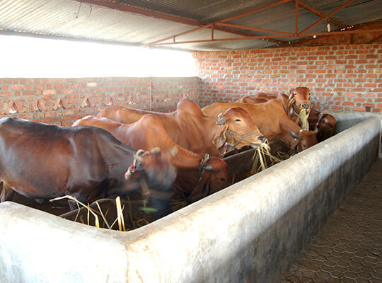 Gaushala01